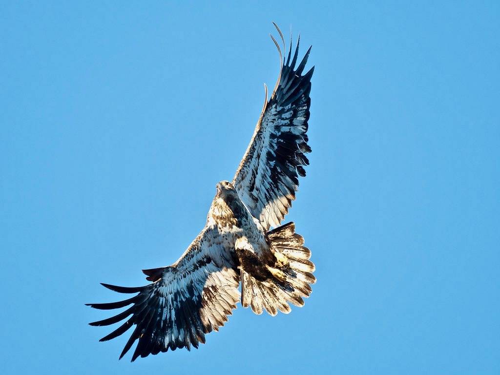 Bald eagle Bluff SNA, near Wabasha, MN. by @Michael is licensed under CC BY-NC-ND 2.0